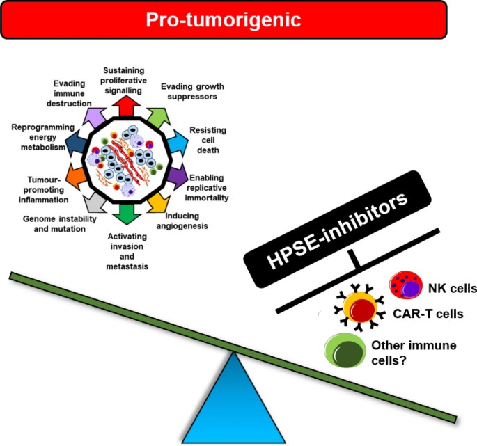 Targeting HPSE within the TME may promote tumour  growth