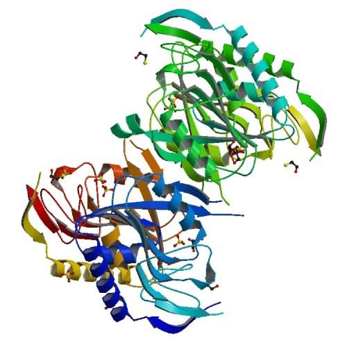 Figure: The crystal structure of HPRT from Bacillus anthracis. PDB: 3O7M