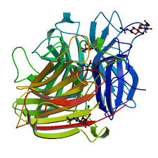 Protein structure of inulinase.