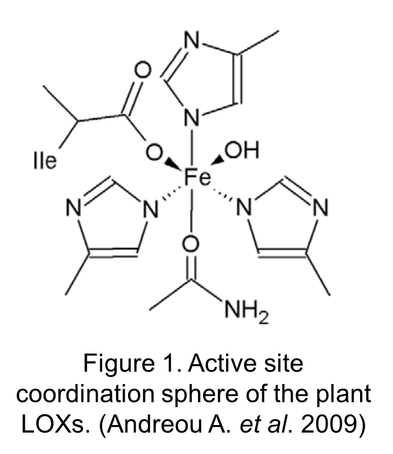 Lipoxygenase