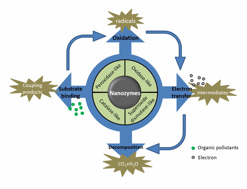 The degradation processes of organic pollutants by nanozymes.