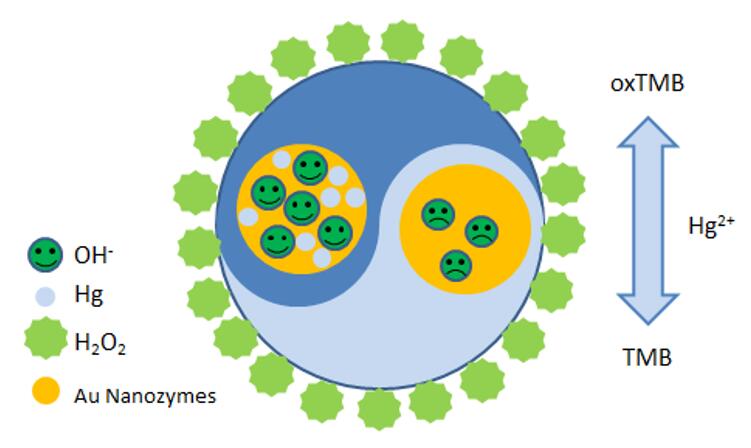 Nanozyme-based colorimetric platform for Hg2+ detection. - Creative Enzymes