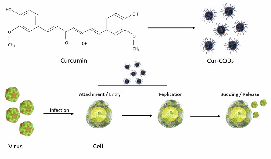 Illustration of the synthesis of Cur-CPDs and their antiviral applications. - Creative Enzymes