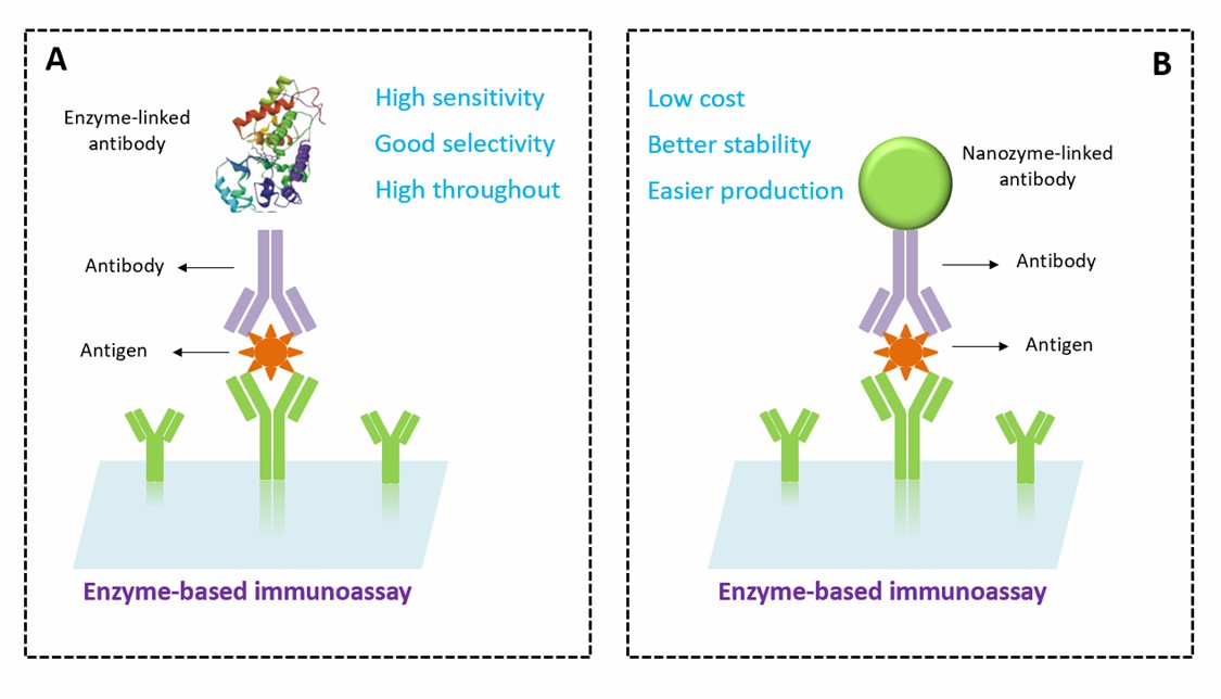 Comparison of (A) natural enzyme-based immunoassays and (B) nanozyme-based immunoassays. - Creative Enzymes