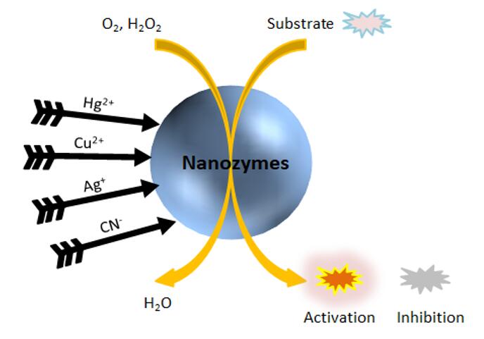 Ion detection with nanozymes. - Creative Enzymes