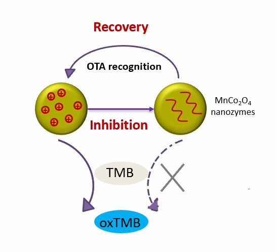 MnCo2O4 oxidase mimic-based colorimetric assay for OTA detection.