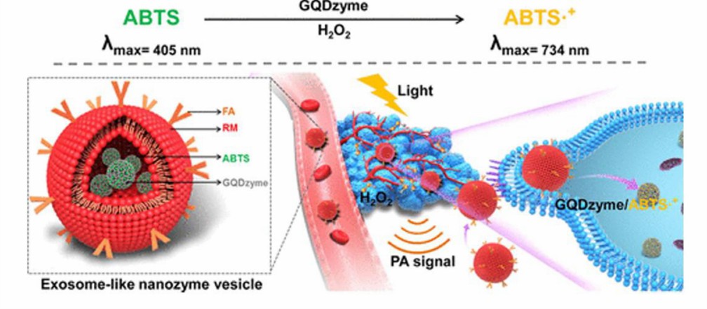 Schematic illustration of an exosome-like enzyme vesicle for H2O2-responsive catalytic photoacoustic imaging.