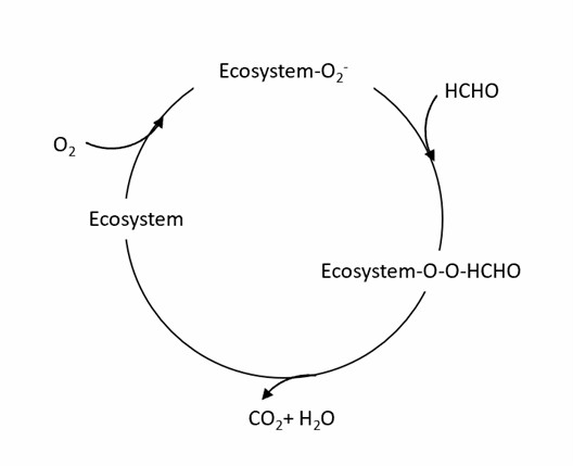 Schematic diagram of the process of simulated enzymatic catalytic decomposition of formaldehyde.
