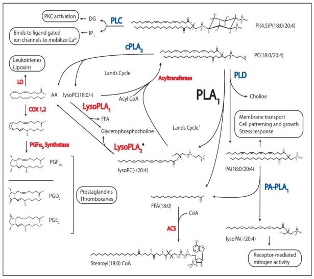 Regulatory Processes Linked to PL Metabolism