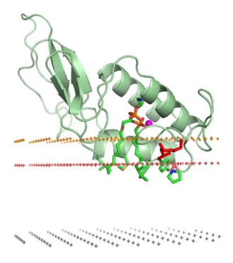 Protein structure of PLA2