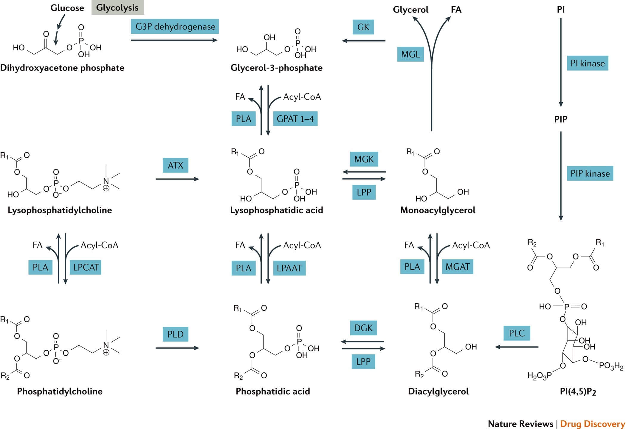 Metabolic pathways that lead to the generation of phosphatidic acid (PtdOH) include de novo biosynthesis as well as the phospholipase D (PLD) and PLC-diacylglycerol kinase (DGK)-mediated signalling pathways