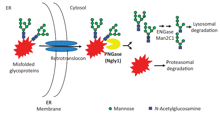 The involvement of cytoplasmic PNGase in ER-associated degradation 