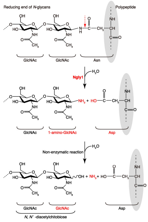 Reaction scheme for peptide: N-glycanase (Ngly1) 