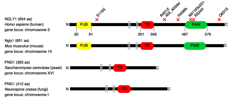 Schematic representation of the domain structure of PNGase (Ngly1) from human, mouse, yeast, and fungi