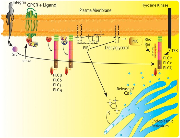 Three major pathways for activating phospholipase C (PLC)