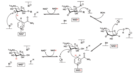 Proposed mechanism of 6-phospho-beta-glucosidase from T. maritima