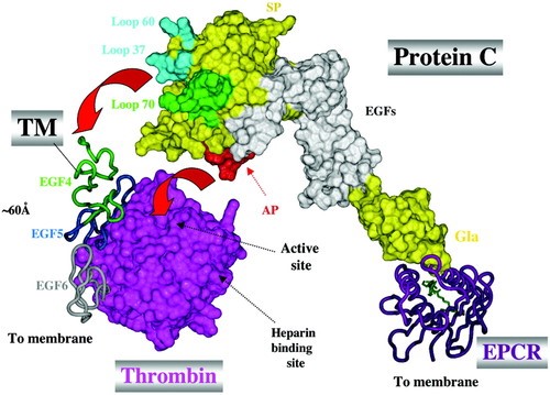 Overall view of the EPCR-protein C-T-TM complex