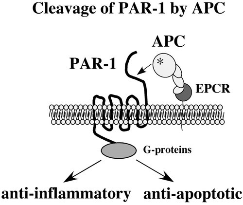 APC bound to EPCR activates PAR-1