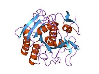 Structure of Proteinase K.