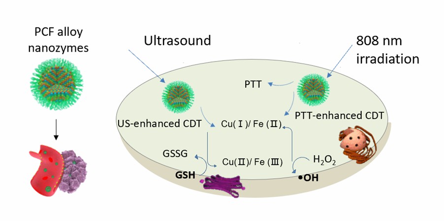 Ultrasmall Pd / Cu / Fe alloy nanozymes for ultrasound and near-infrared light-promoted tumor ablation. - Creative Enzymes