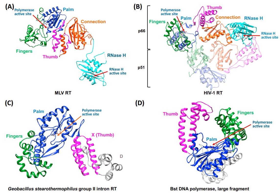 Structures of Representative Reverse Transcriptases (RTs) 