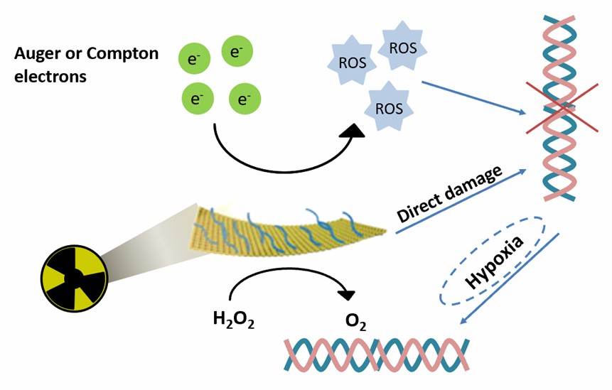 BiO2–x nanozymes with catalase-like activity for hypoxia alleviation of tumors. - Creative Enzymes