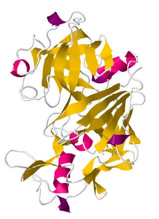 Protein structure of Rennin