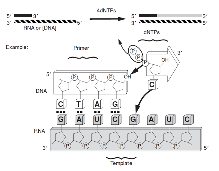Enzyme Activity Measurement for RNA-Directed DNA Polymerase