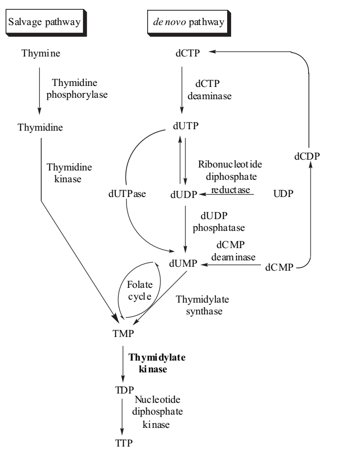 Thymidylate kinase functional pathway.