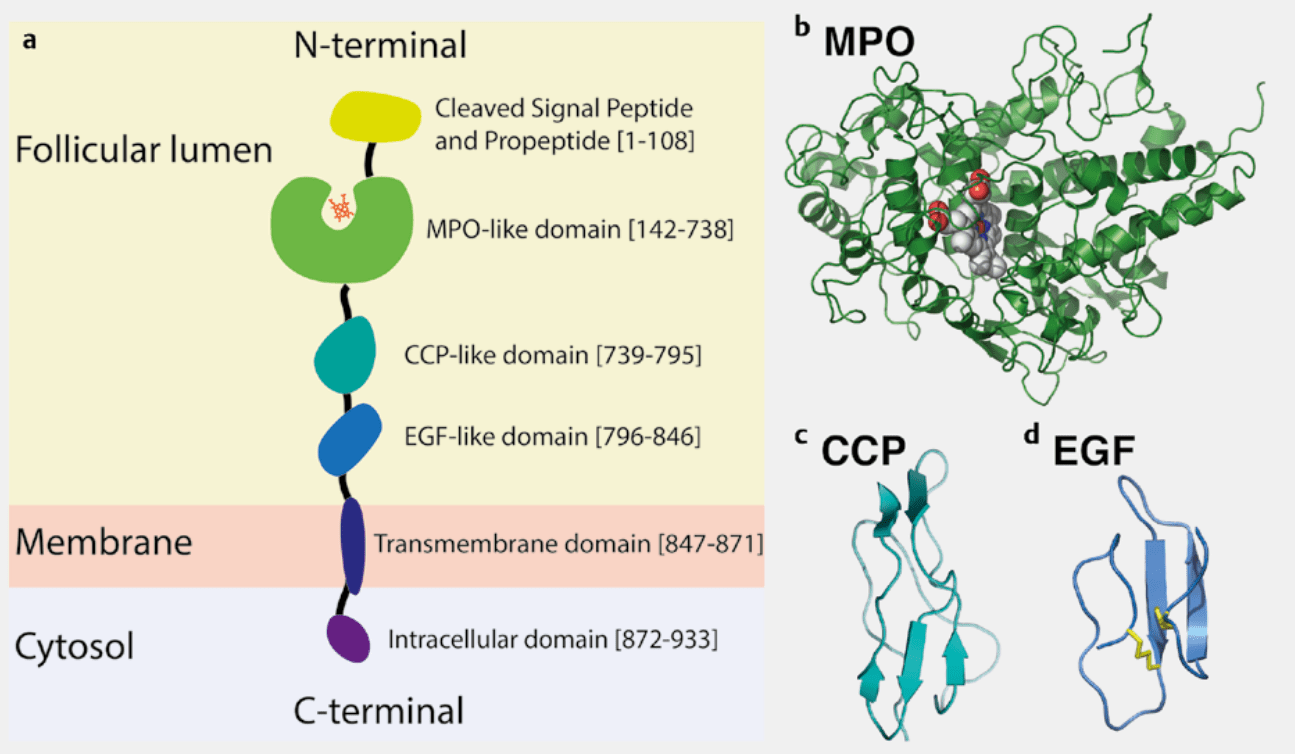 Structure of TPO.