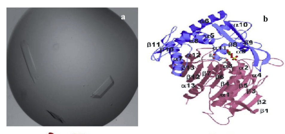 Crystal structure (a) and three dimensional ribbon of L. plantarum tannase (b).