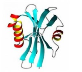 Structure of thrombin.