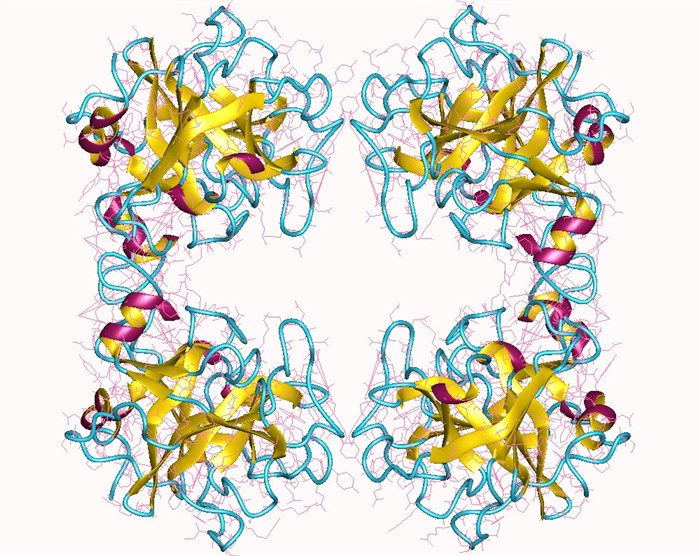 Protein structure of tryptase.