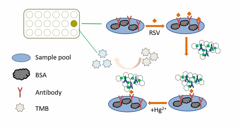 Schematic representation of the Hg2+ -Au-GO hybrids for colorimetric immunoassay of respiratory syncytial virus. - Creative Enzymes