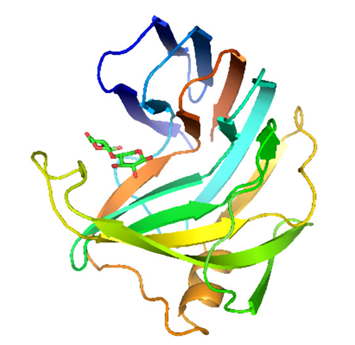 Protein structure of xylanase.