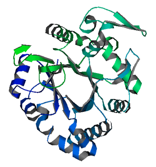 Protein structure of XAO.