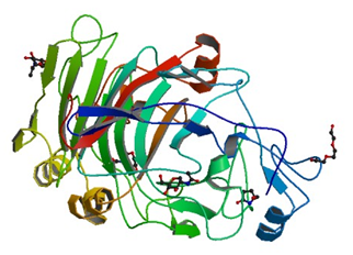The crystal structure of cellulose 1,4-beta-cellobiosidase from Trichoderma Harzianum