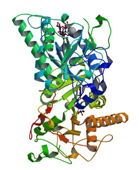 Enzyme Activity Measurement of N-Acetyllactosaminide 3-Alpha-Galactosyltransferase