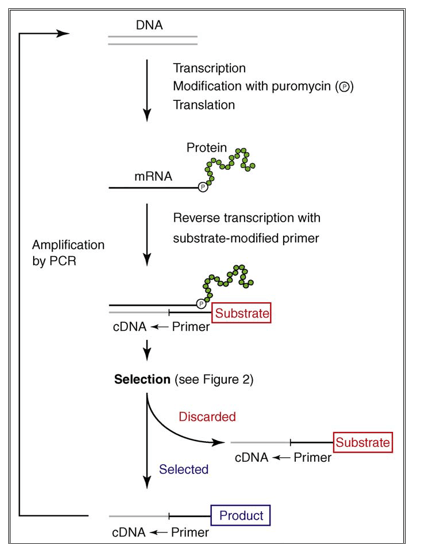 mRNA display Services workflow by Creative Enzymes