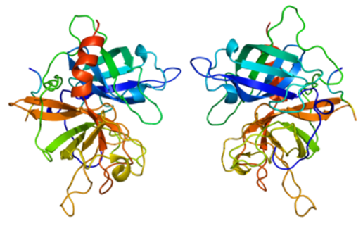 Protein structure of tPA.