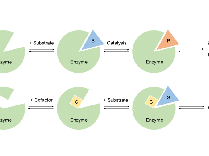 Application Forms of Enzyme Creative Enzymes Blog