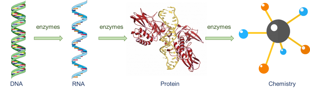 Introduction of Enzyme Chemistry – Creative Enzymes Blog