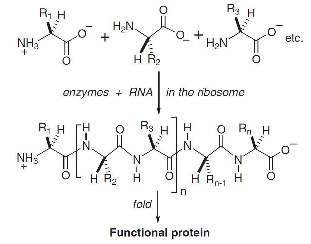 Introduction of Enzyme Chemistry Creative Enzymes Blog