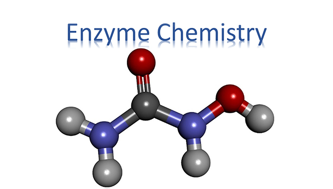 Introduction of Enzyme Chemistry – Creative Enzymes Blog