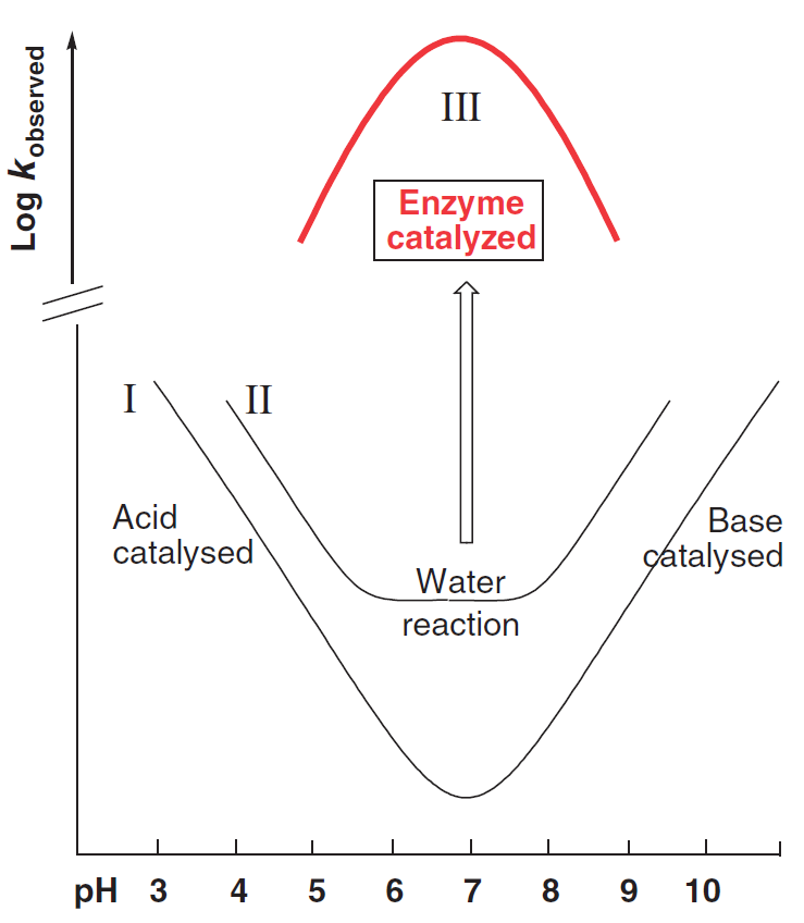 Principles of Enzyme Catalysis Creative Enzymes Blog
