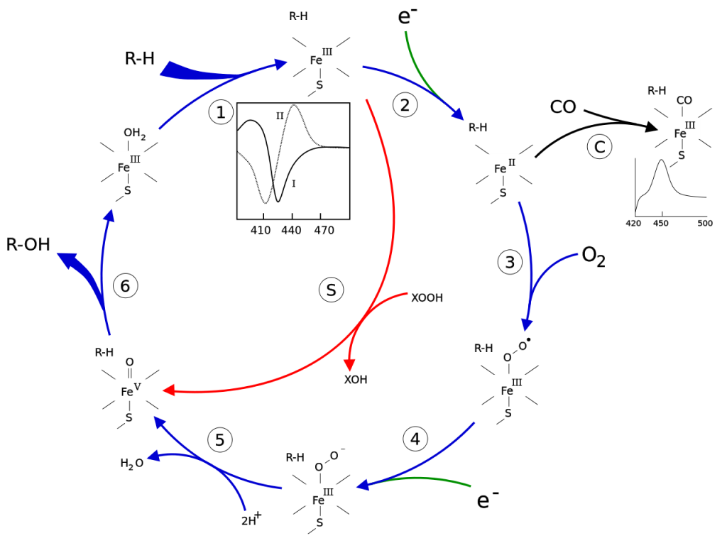 Function of cytochrome p450 creative enzymes blog
