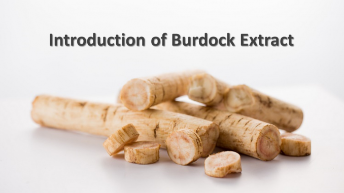 Burdock-Extract-1
