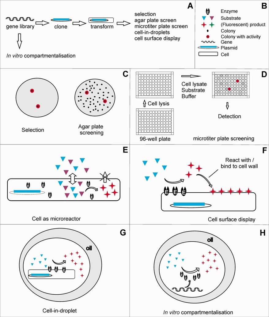 Overview of Screening Technologies.