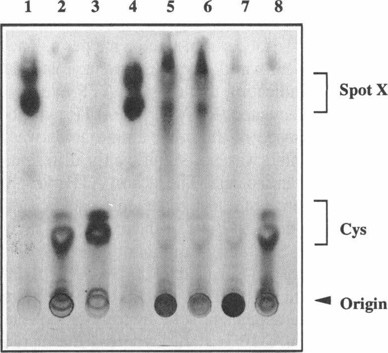 TLC Assay for DFG-5 Enzyme Activity.