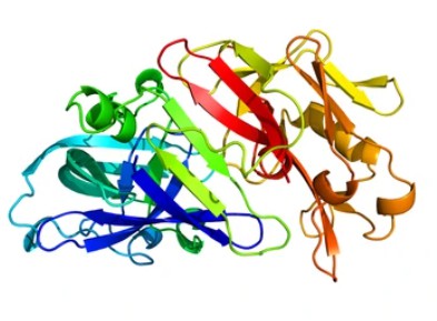 3D Structure-Guided Screening for Enzymes - Creative Enzymes